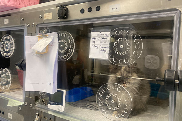 AEOLUS Animal ICU und veterinärmedizinische Ausstattung in Abu Dhabi installiert – Neue Standards in der Tiermedizin 04